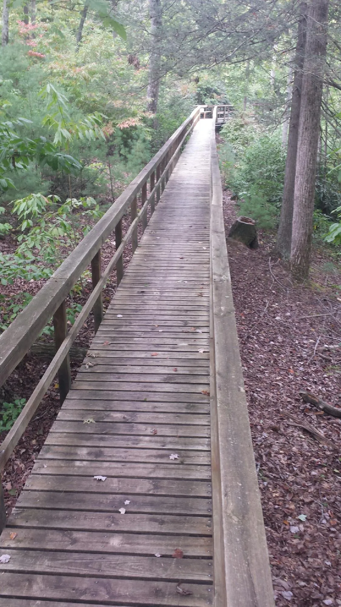 Long wood walkway with handrails built through the woods in Nevada